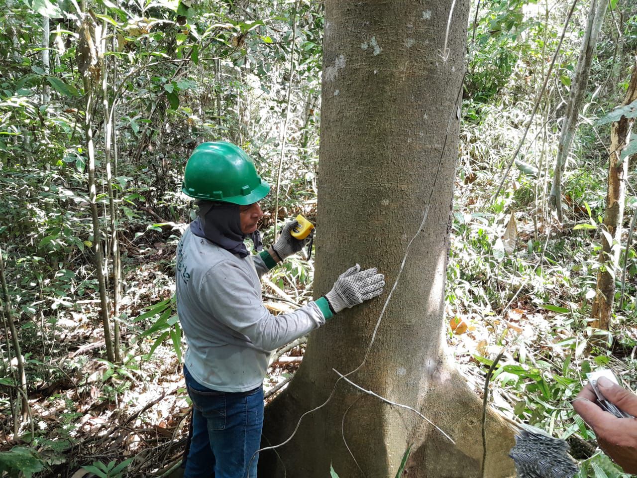 Inventário Florestal Engenorte Soluções Ambientais e Geotecnologias