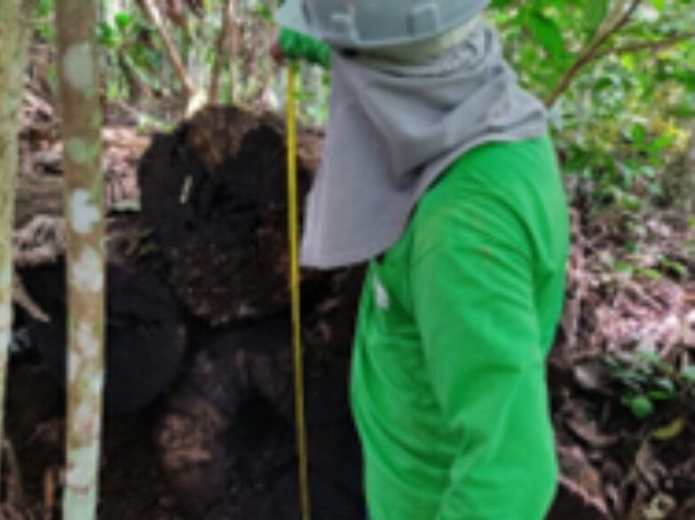 Romaneio Florestal Engenorte Soluções Ambientais e Geotecnologias